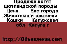 Продажа котят шотландской породы › Цена ­ - - Все города Животные и растения » Кошки   . Калужская обл.,Калуга г.